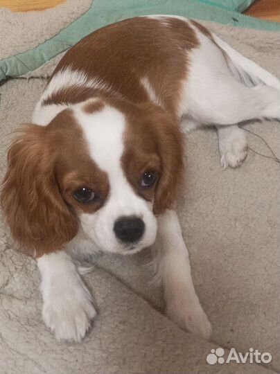 Кавалер кинг чарльз спаниель