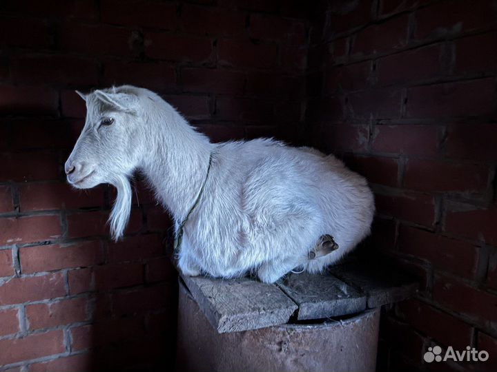 Коза дойная молочная