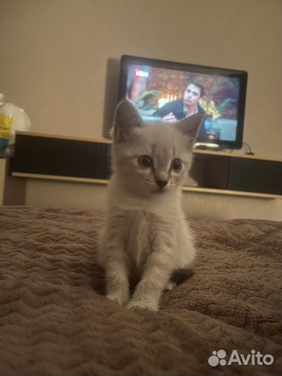 Котята сиамской кошки
