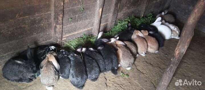 Бычки телки Кролики