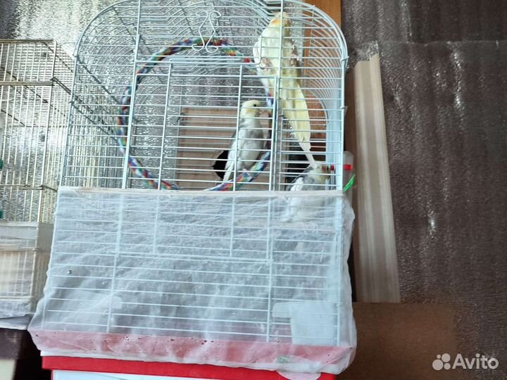 Корелла пара