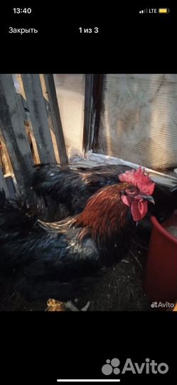 Петухи