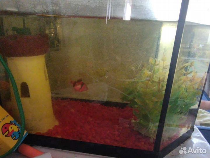 Аквариум