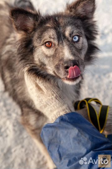 Собака в добрые руки отдам бесплатно