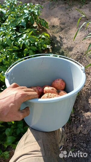 Свежий картофель с доставкой на дом