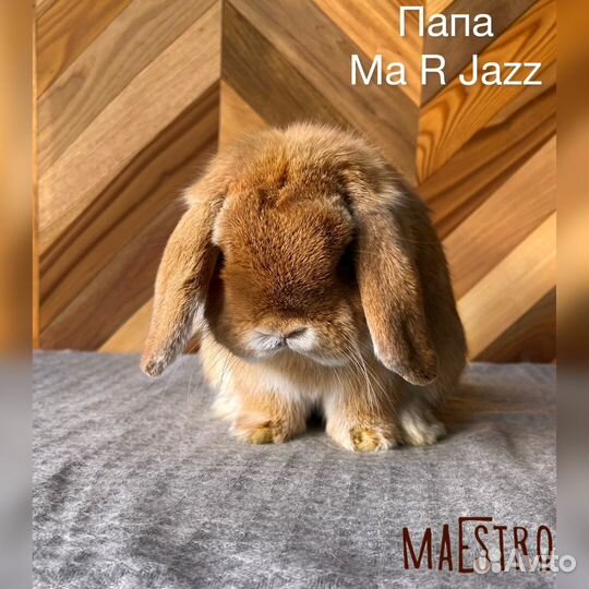 Miniature lop чистопородный мальчик