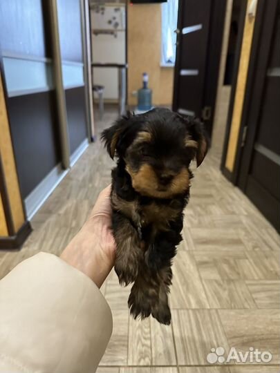 Йоркширский терьер