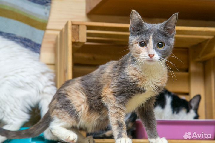 Кошка Шпуня 2 гола Привита. В Квартиру.Привезем