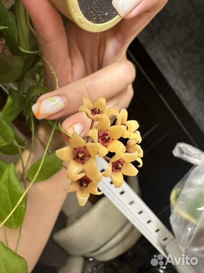 Хойя Cutis- porcelana