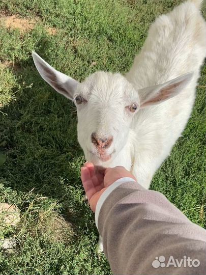 Коза дойная
