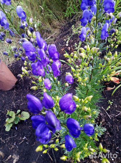 Многолетники (саженцы)