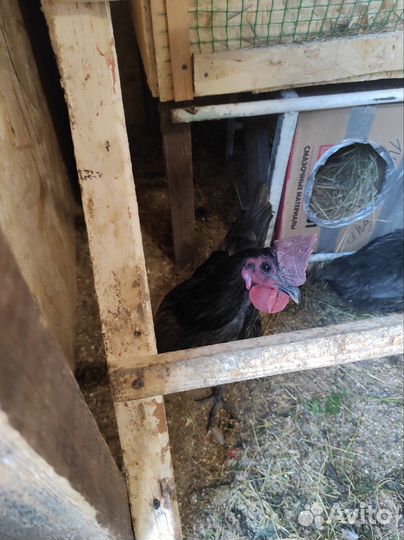 Молодые петухи