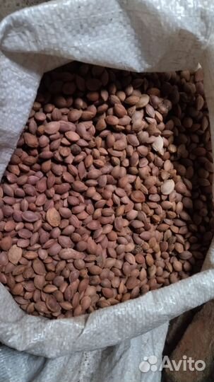 Косточка Алычи