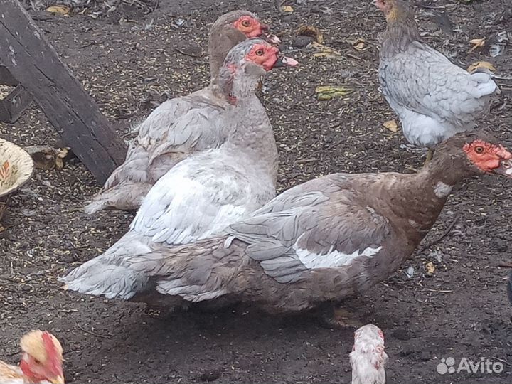 Голубые мускусные утки