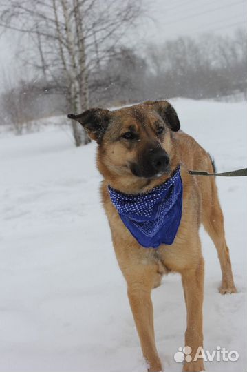 Удобная собака ищет пристанище