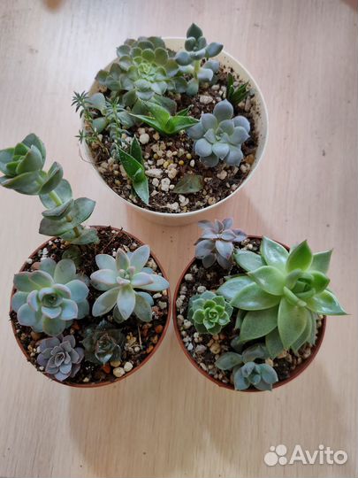 Продаю и раздаю излишки суккулентов