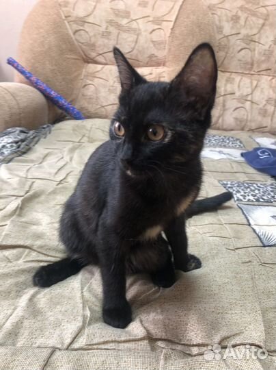 Отдам в добрые руки