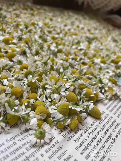 Цветы ромашки