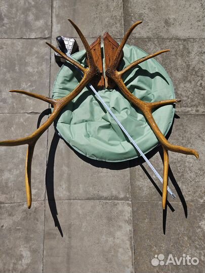 Рога оленя (марала)