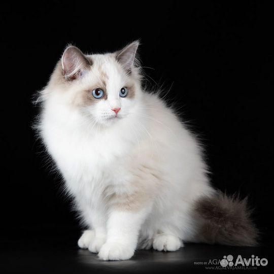 Котенок рэгдолл в добрые, состоятельные руки