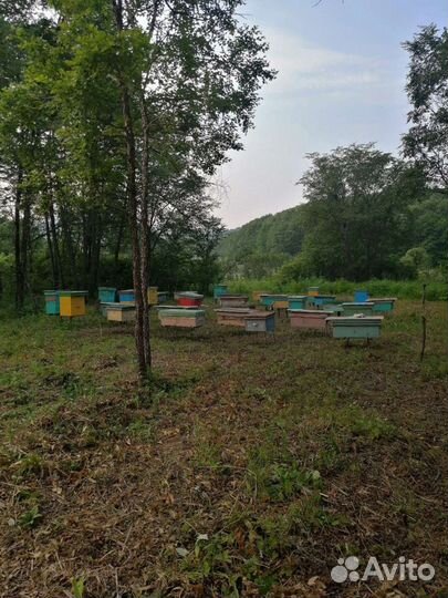 Таёжный мёд 2023г с бесплатной доставкой