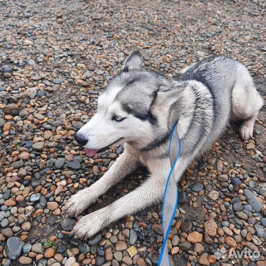 Бесплатно в добрые руки