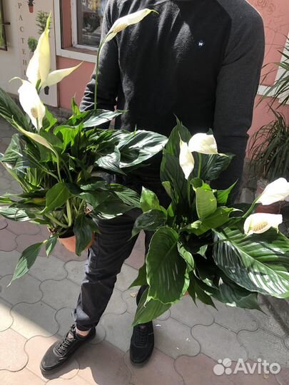 Спатифиллум купидо много цветоносов