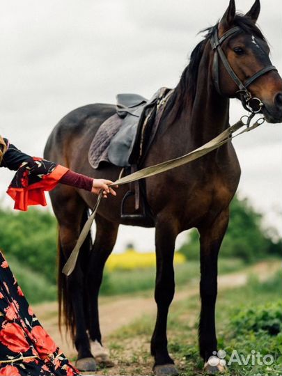 Жеребая кобыла