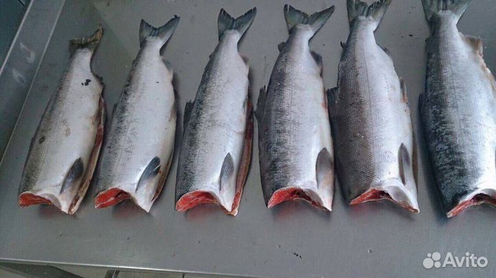 Кета рыба