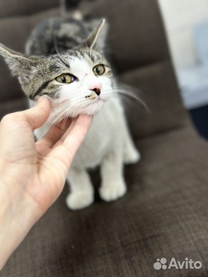 Кошка в дар бесплатно