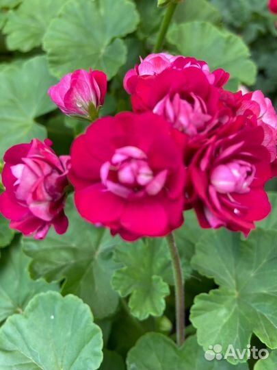 Пеларгония герань