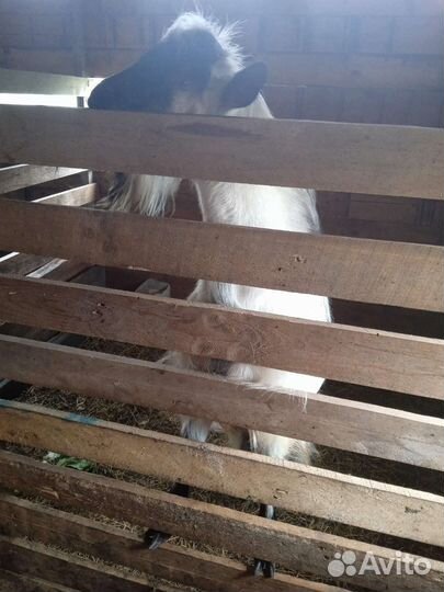 Козел альпийский