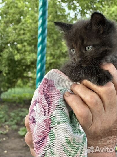 Британская вислоухая кошка