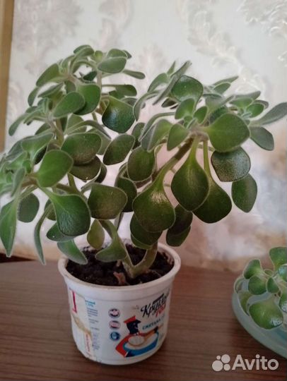Денежное дерево, Диффенбахия, Дерево Любви