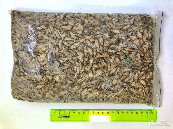 Домовые сверчки заморозка