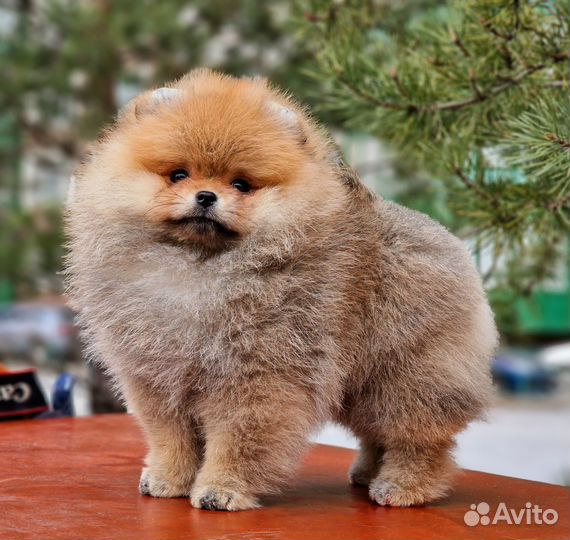 Померанский шпиц мини