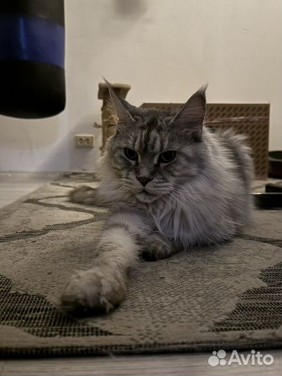 Отдам мейн-куна в хорошие руки