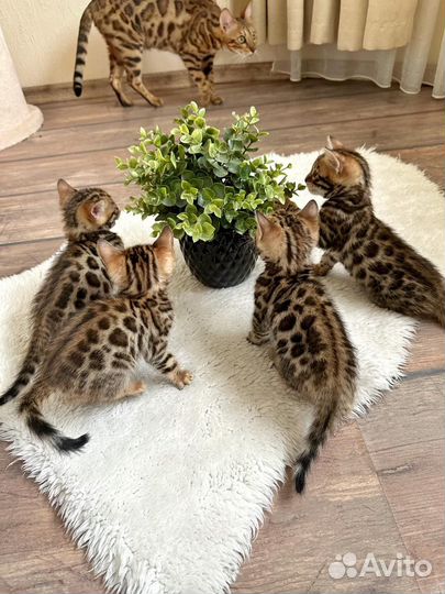 Бенгальский котёнок