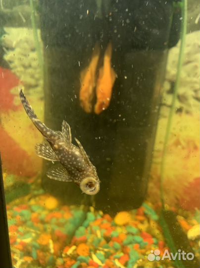 Продам сомиков