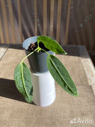 Антуриум Варок