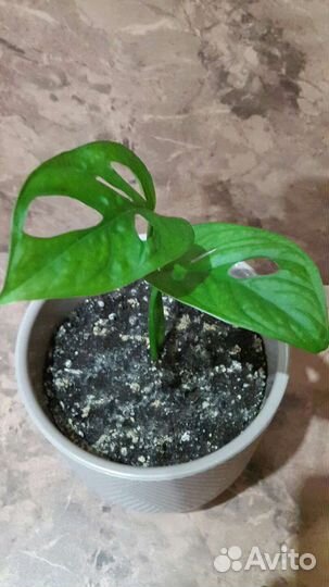 Фикус бенжамина Даниель