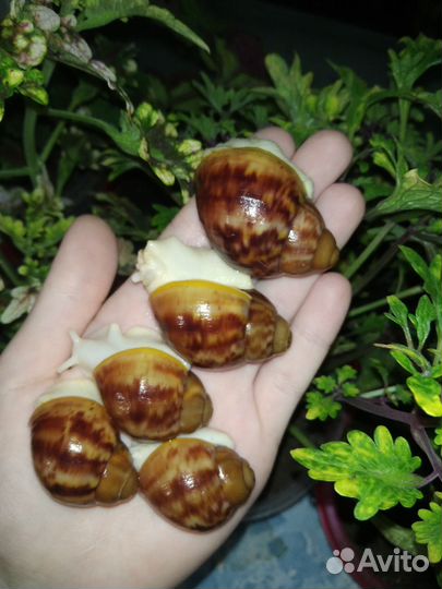 Улитки Архахатины