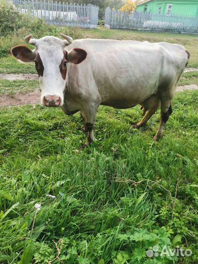 Корова дойная