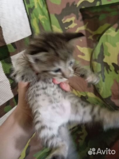 Котята отдам даром