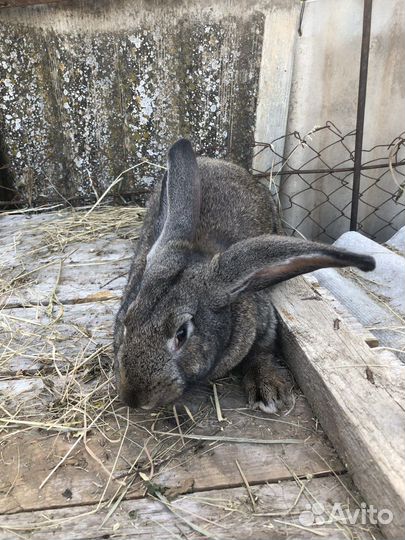 Крол 6 месяце