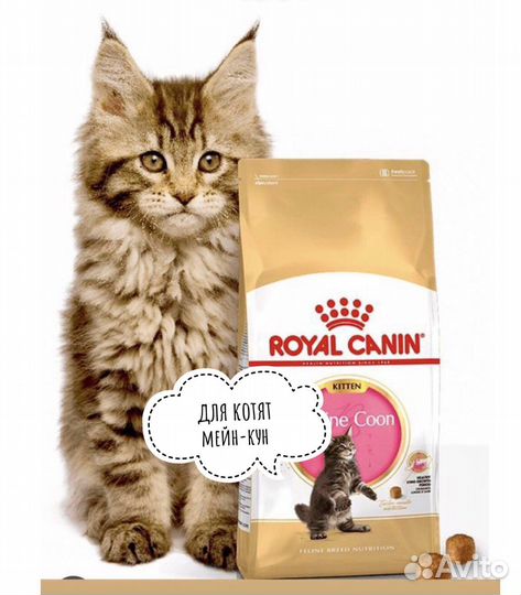 Royal Canin (роял канин) 8 кг для котят мейн-кун