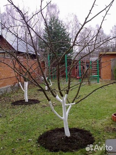 Обрезка плодовых деревьев