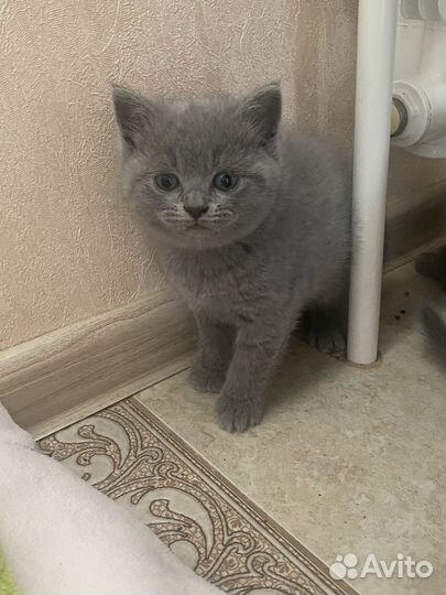 Британские котята