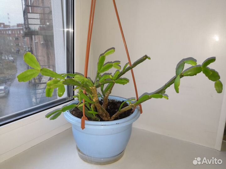 Декабрист, каланхоэ, цереус, филокактус и др