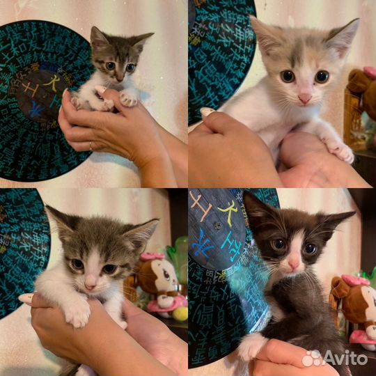 Котята в добрые руки бесплатно